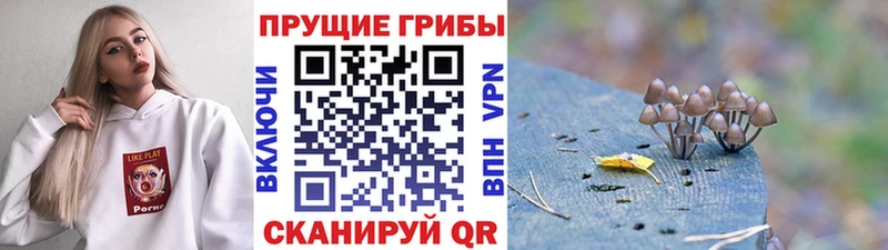 Галлюциногенные грибы MAGIC MUSHROOMS  как найти закладки  Кузнецк 
